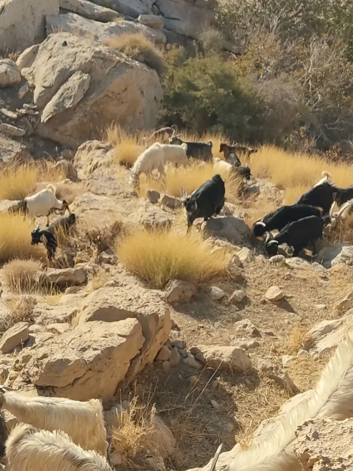 کهره سرحال چاق|حیوانات مزرعه|بهبهان, |دیوار