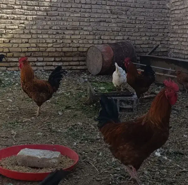 خروس خونگی بالغ جوان|پرنده|خاتم, |دیوار