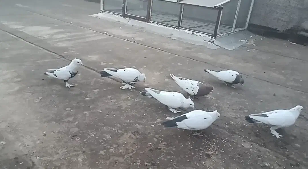 دمسیاه چینی و سینه|پرنده|تربت‌حیدریه, منصوریه|دیوار