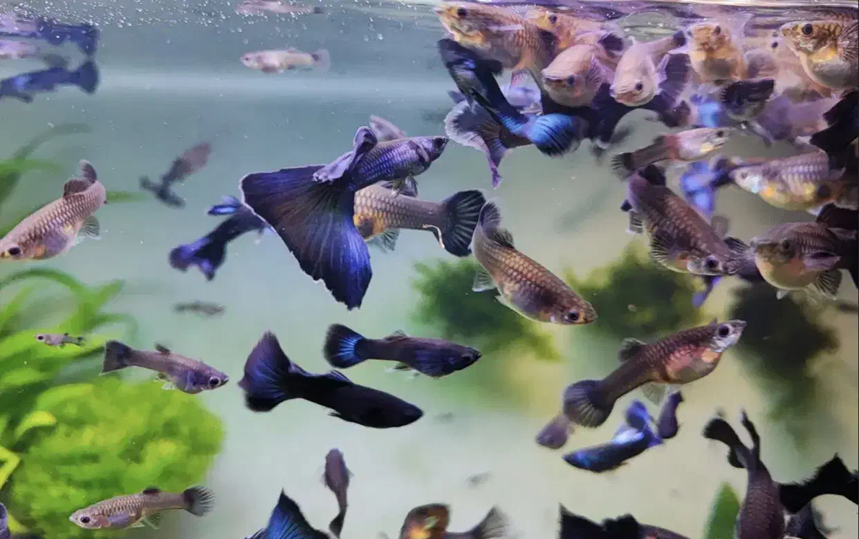 ماهیان گوپی مولی سواتر بهترین نژاد ها|ماهی|مشهد, استاد یوسفی (شهرک غرب)|دیوار