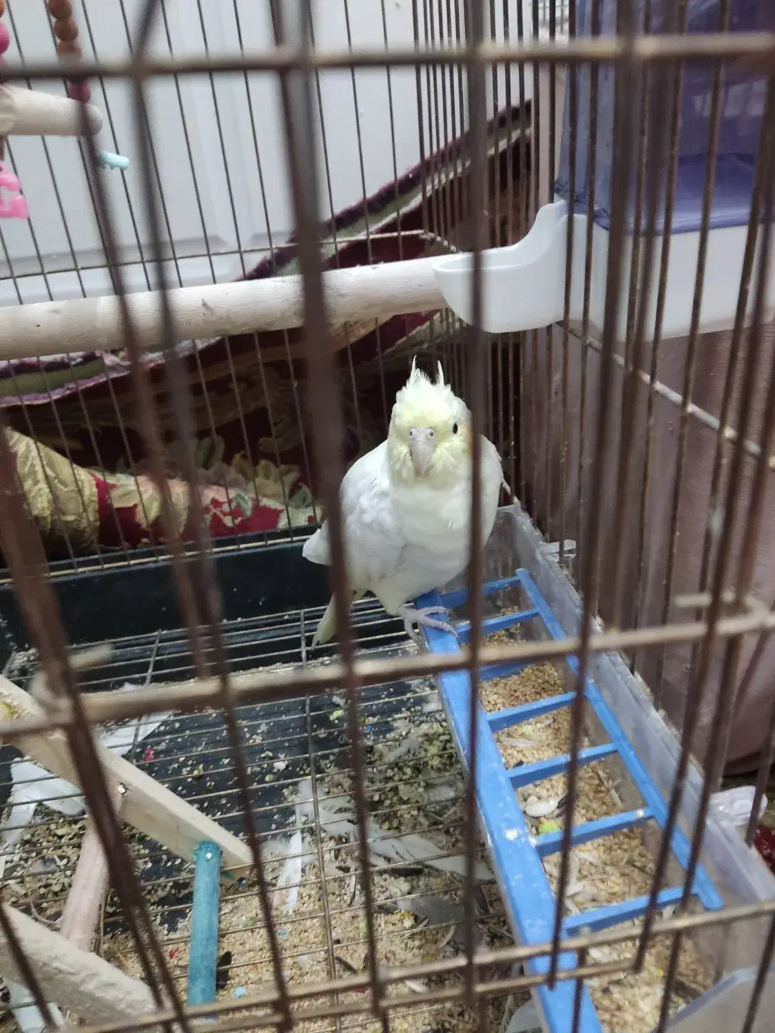 عروس هلندی|پرنده|مرودشت, کوشک|دیوار