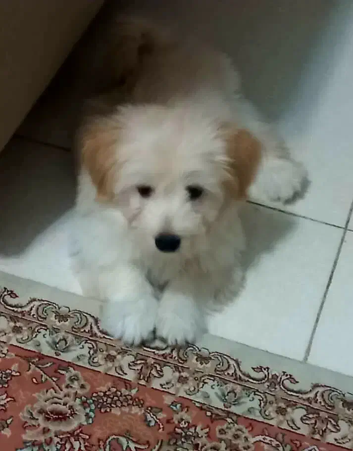 سگ شیتزو نر|سگ|ماهدشت, |دیوار