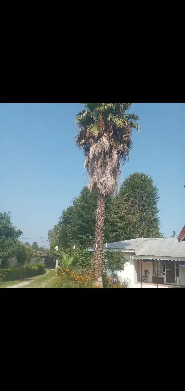 درخت پالم|گل و گیاه طبیعی|پره‌سر, |دیوار