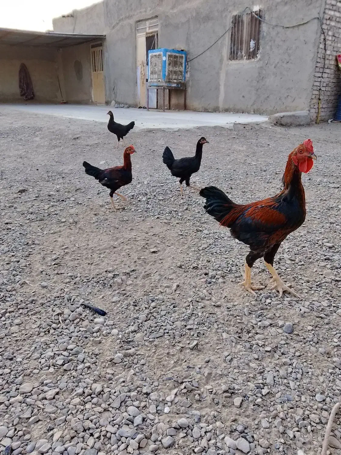 جوجه شوروه ای محلی|حیوانات مزرعه|هیرمند, |دیوار