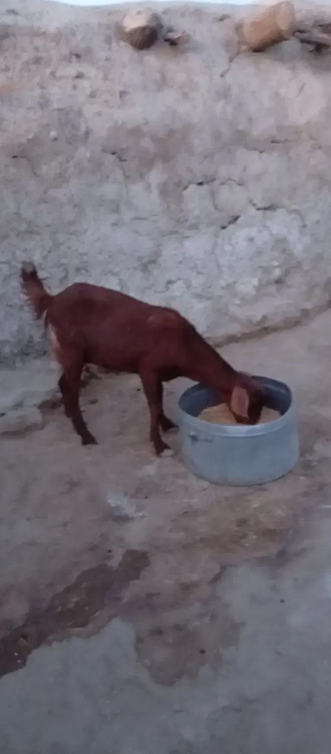 توافقی|حیوانات مزرعه|هامون, |دیوار