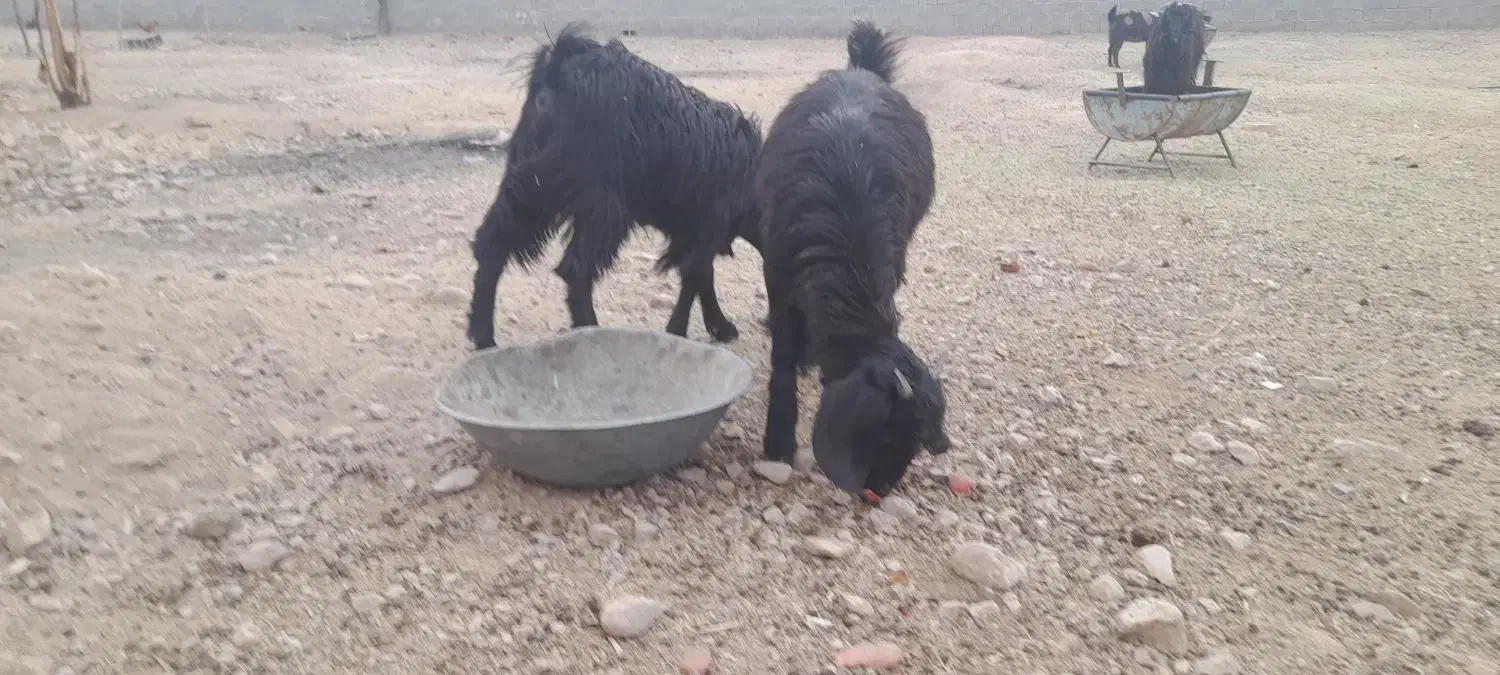 دوعدد کهره|حیوانات مزرعه|داراب, |دیوار