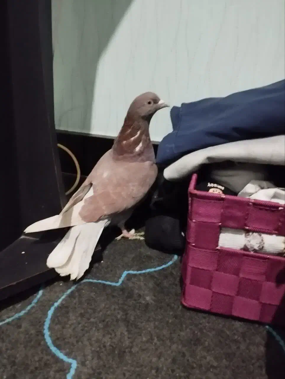 نر سرخ غریب|حیوانات|شاهرود, |دیوار