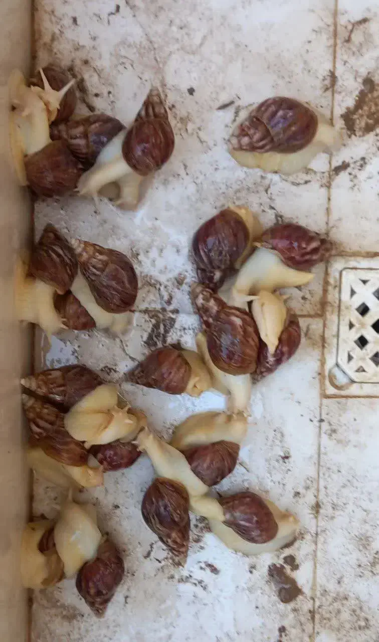 حلزون(توافقی)|خزنده|کاشان, نوش آباد|دیوار