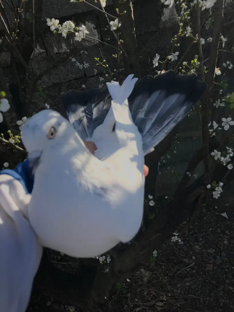 یک عدد کبوتر|پرنده|رشت, استقامت ۱|دیوار