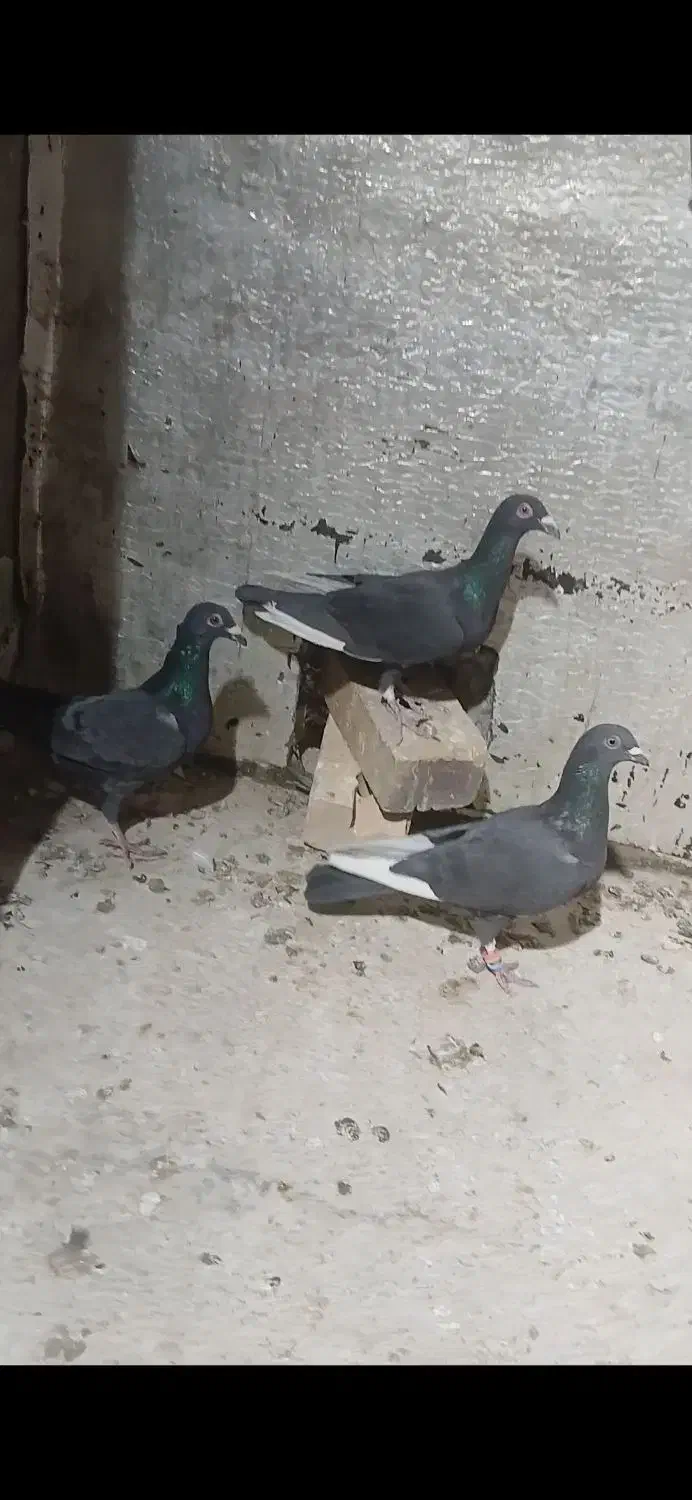 سه عدد کبوتر نر|پرنده|تربت جام, جامرود|دیوار