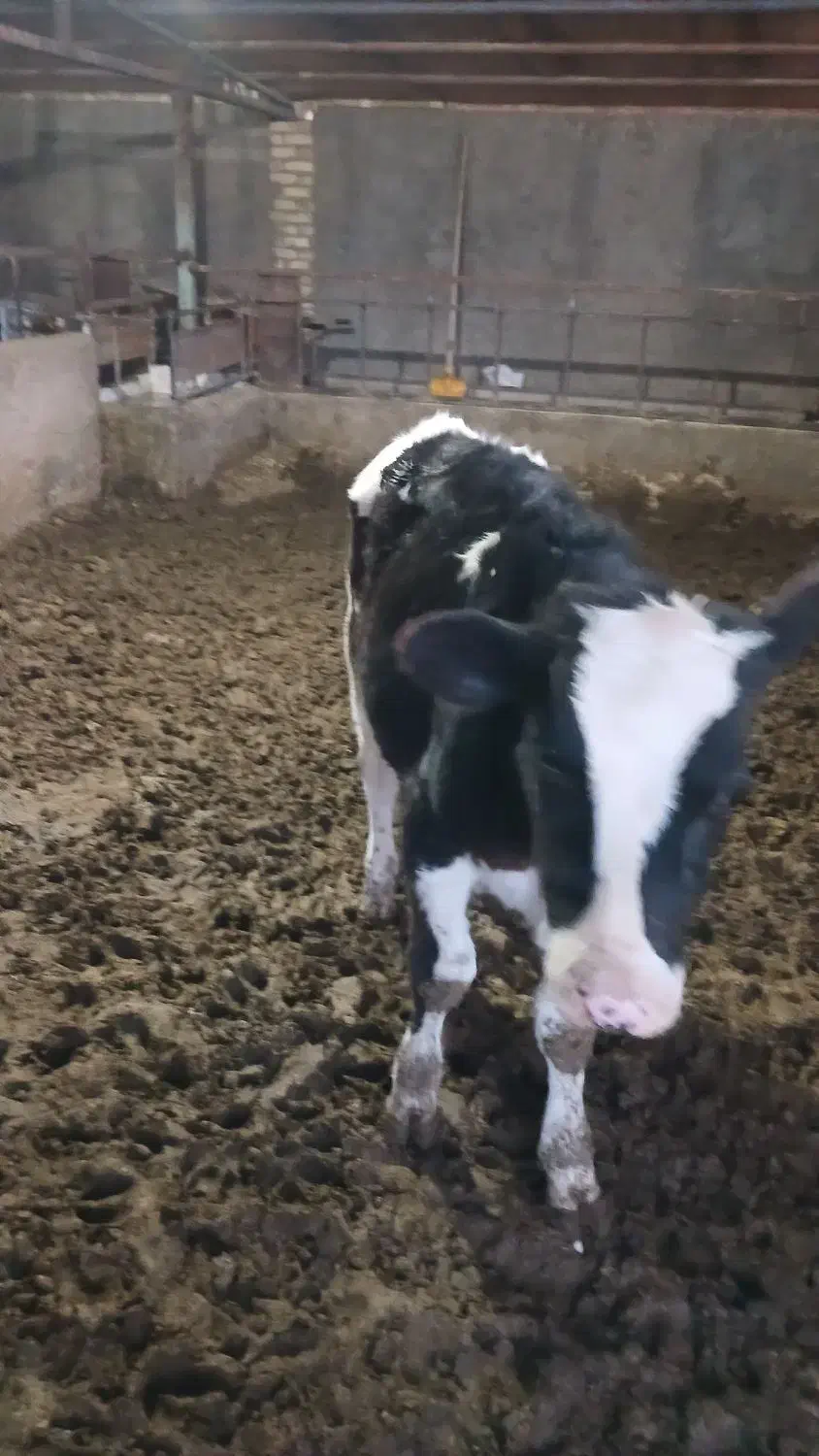 گوساله نره|حیوانات مزرعه|بوئین زهرا, |دیوار