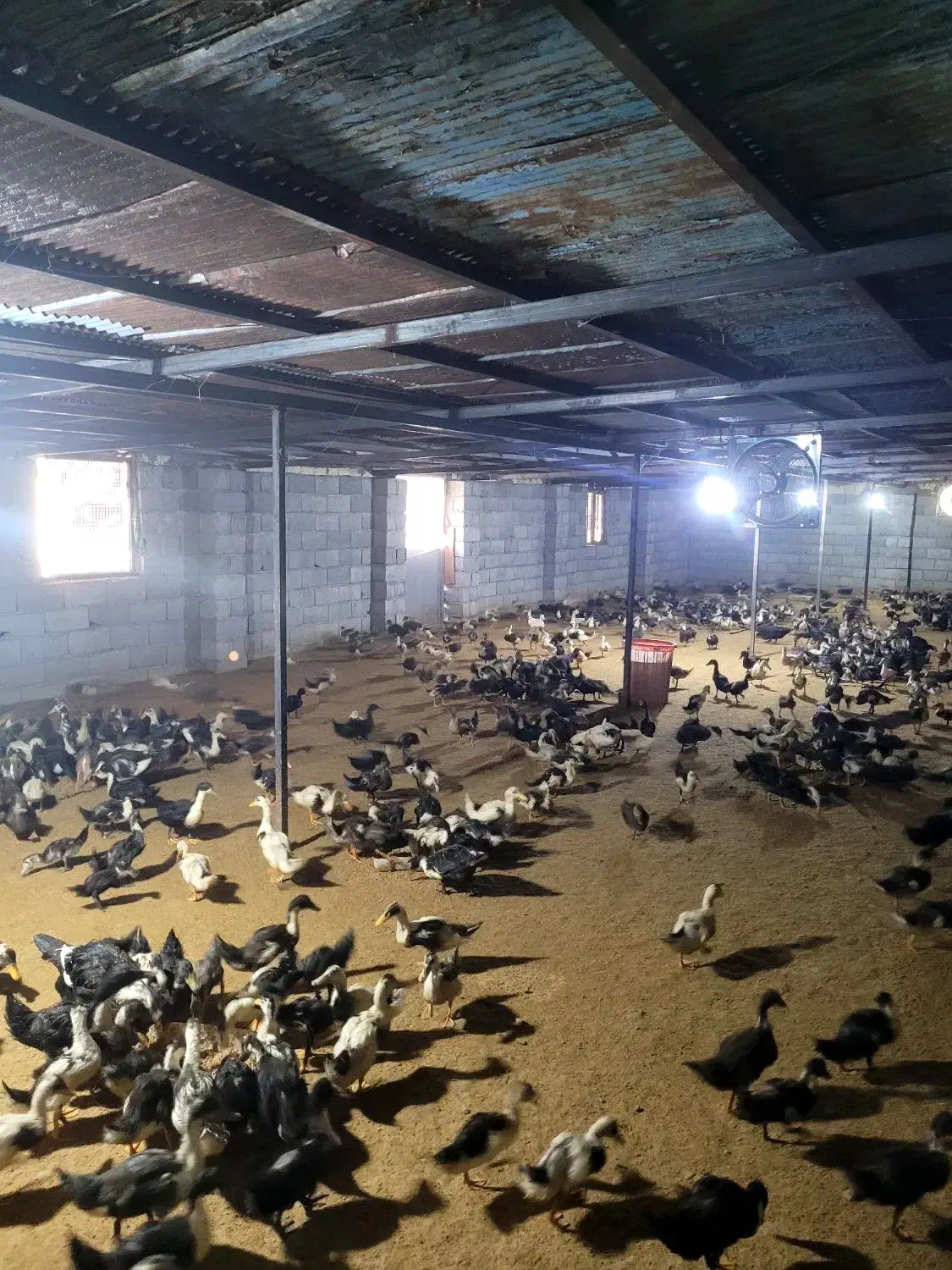 اجاره سوله ۲۰۰ متری و خونه ۳۰ متری فول قابل سکونت|اجارهٔ دفتر صنعتی، کشاورزی، تجاری|تالش, طولارود|دیوار