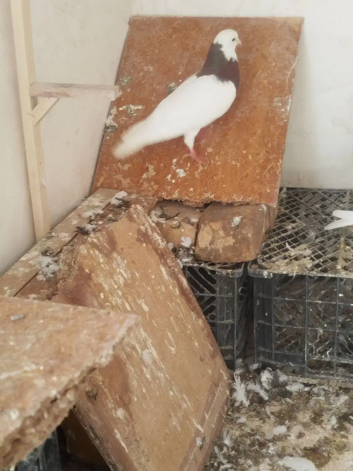 طوقی سرخ|پرنده|اسفراین, |دیوار