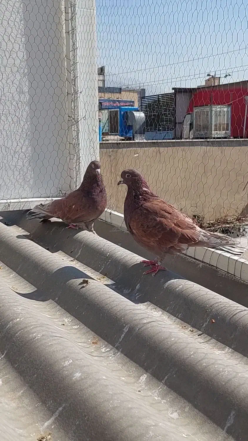 کبوتر|پرنده|کرج, عظیمیه|دیوار