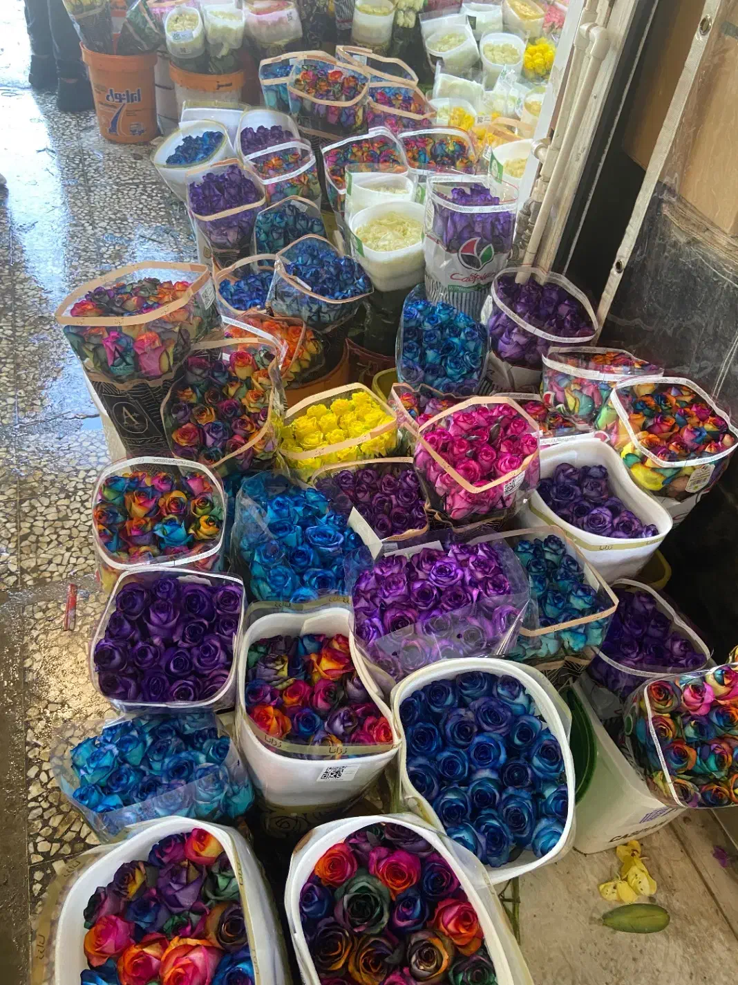 جشنواره رز هلندی بدونه واسطه ازگلخانه|گل و گیاه طبیعی|تهران, آهنگ|دیوار