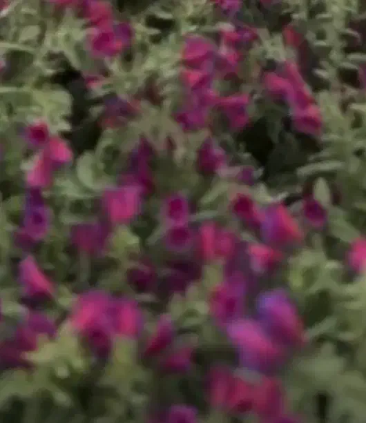 ضامن میخام|فعالیت داوطلبانه|دورود, |دیوار