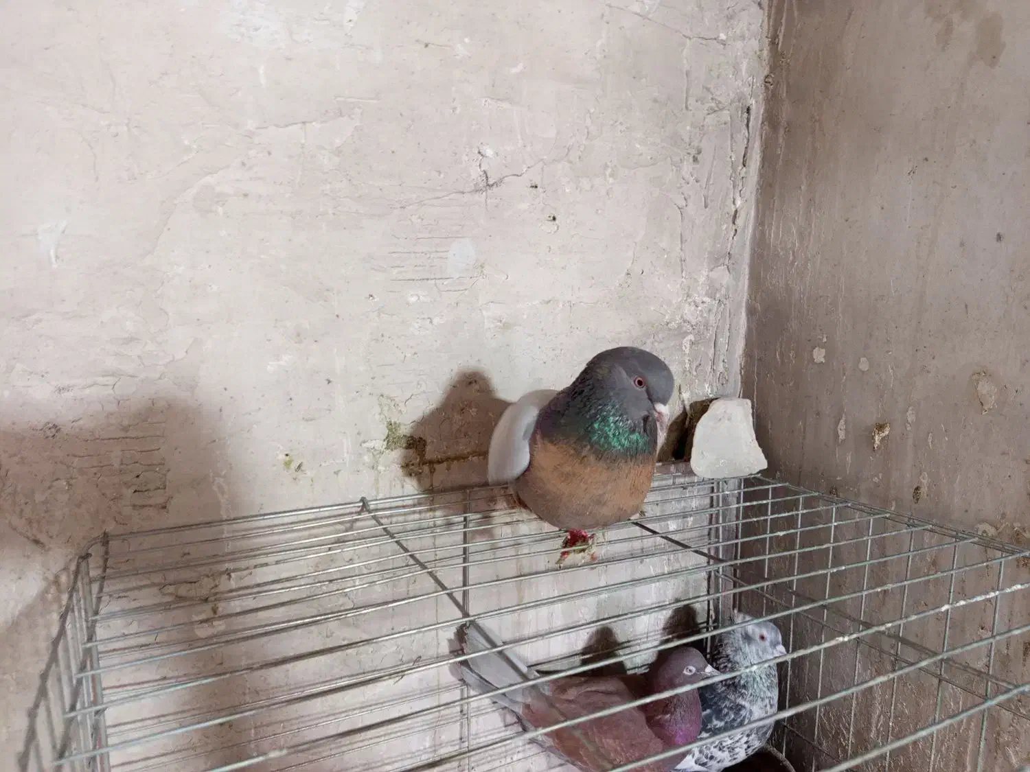 کبوتر اصفهانی|پرنده|برخوار, |دیوار