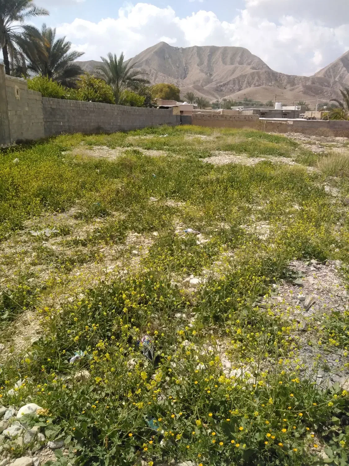 زمین مسکونی|فروش زمین و ملک کلنگی|بوشکان, |دیوار