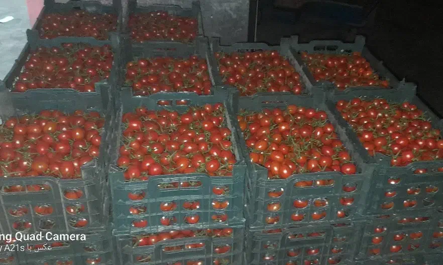 گوجه گیلاسی|خوردنی و آشامیدنی|زارچ, |دیوار