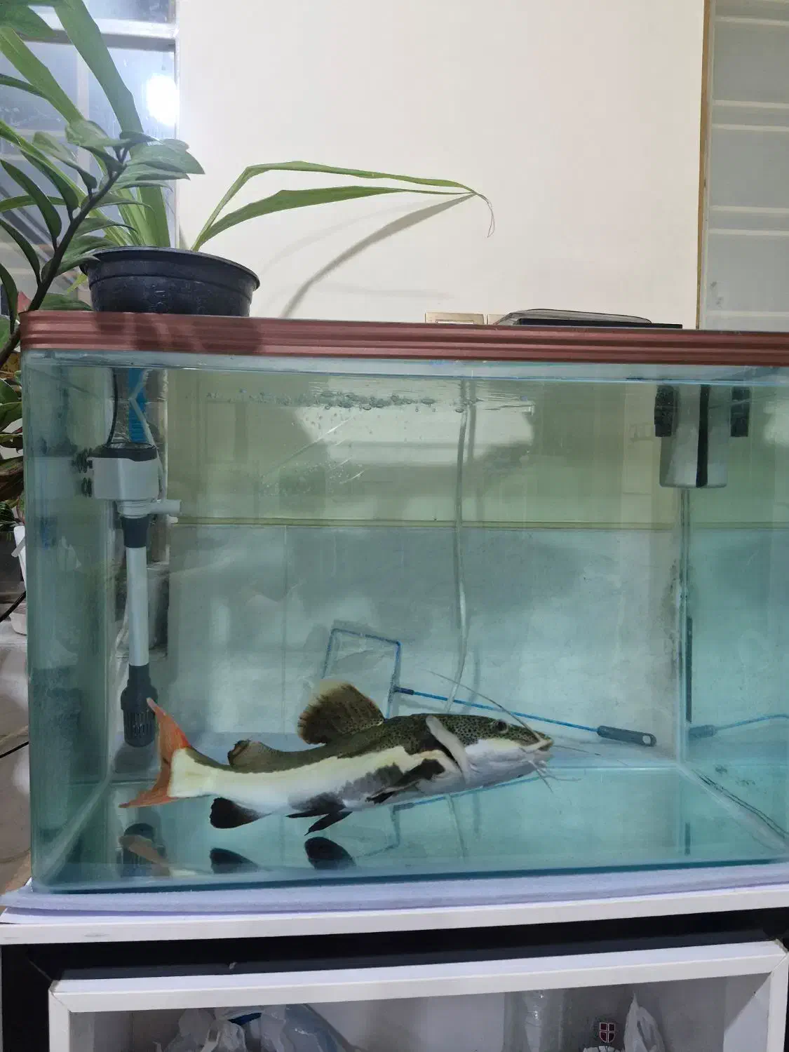 ماهی ردتیل وآکواریوم شرکتی|ماهی|شیراز, کوشک میدان|دیوار