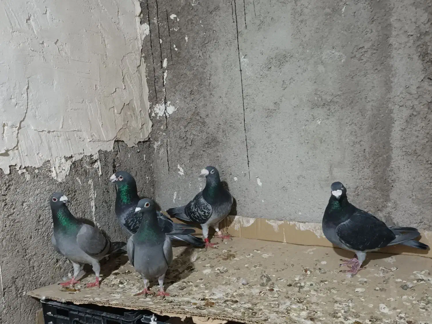 دوبر|پرنده|اردبیل, |دیوار