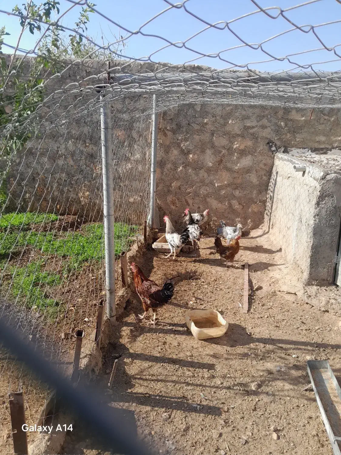 خروس و مرغ فروشی|حیوانات مزرعه|سرپل ذهاب, |دیوار