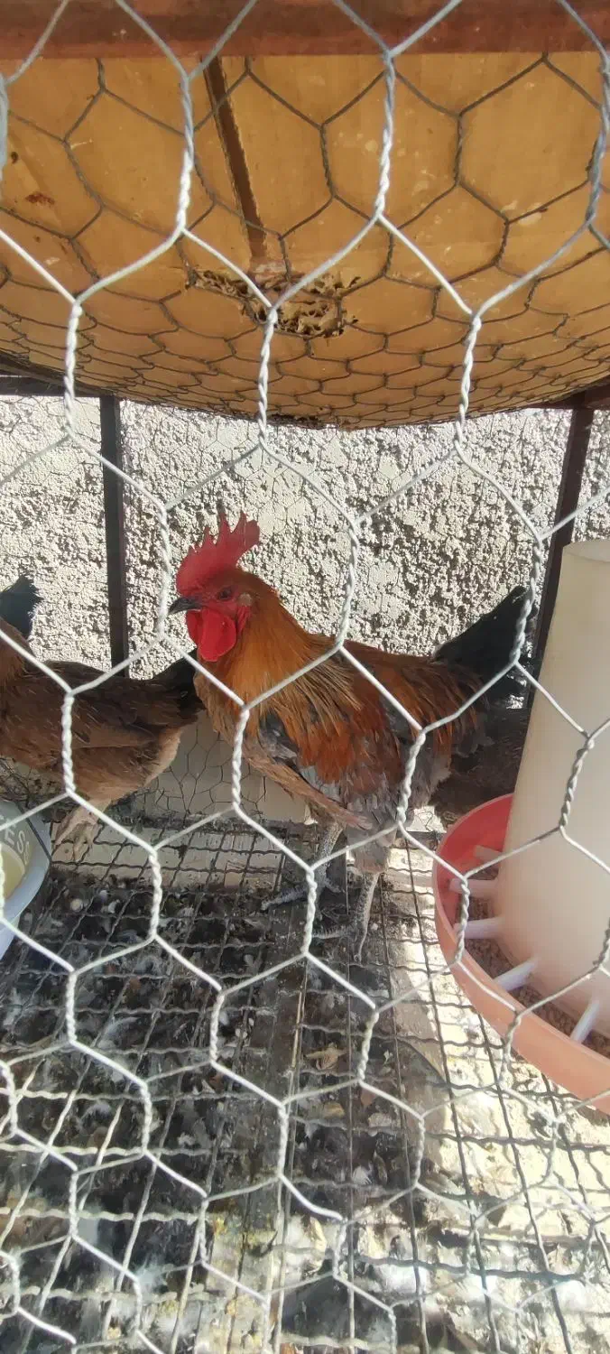 خروس محلی خالص|حیوانات مزرعه|مرودشت, فاز دوم شهرک فرهنگیان|دیوار