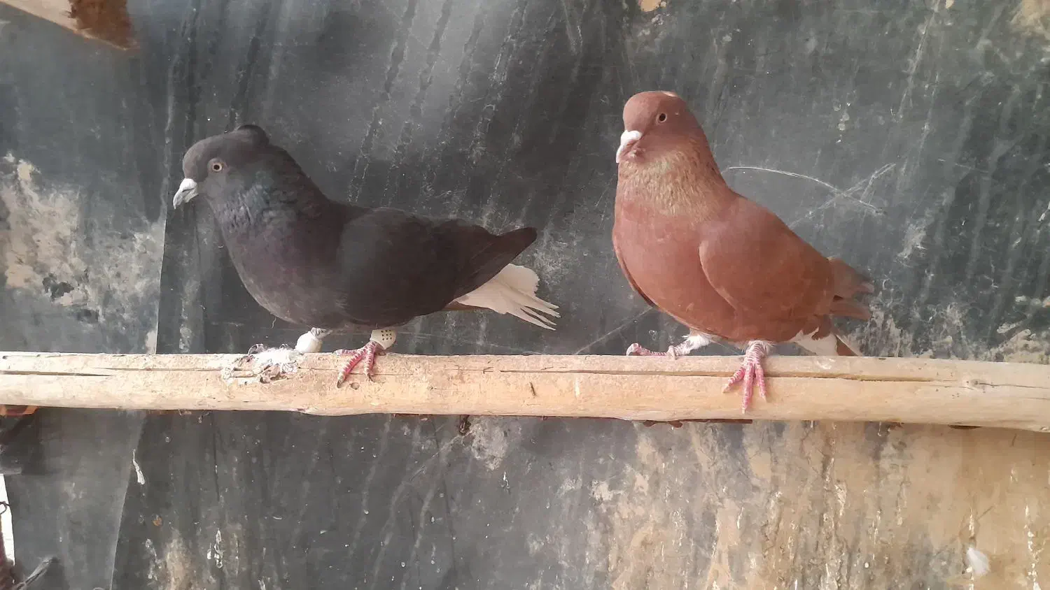 ۱۰۰۰۰۰۰|پرنده|سوسنگرد, |دیوار