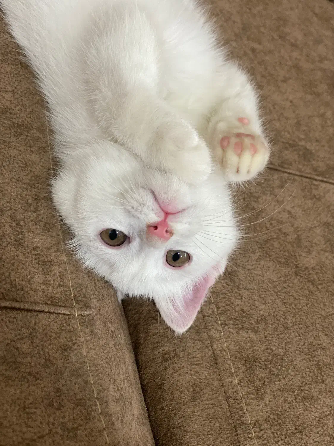 گربه|گربه|سمنان, |دیوار