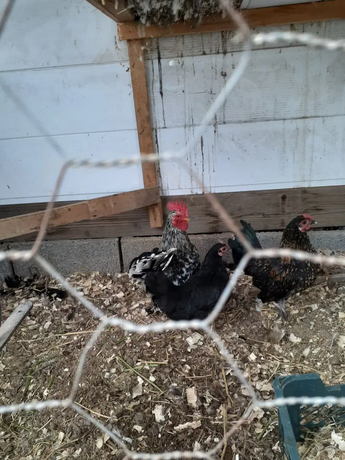 خروس چینی|حیوانات مزرعه|رشت, دروازه لاکان|دیوار