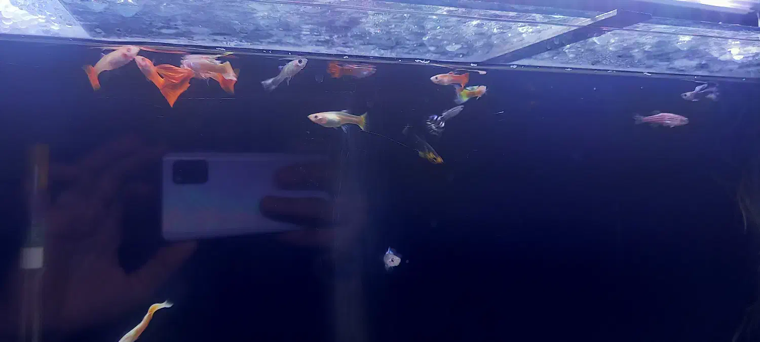 ماهی گوپی|ماهی|دینور, |دیوار