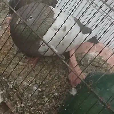 کفترگم کردم شازده سبز یه سین دم قهوه ای هم امروز|پرنده|ساوه, |دیوار