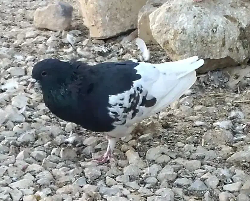 کبوتر|پرنده|نورآباد ممسنی, |دیوار