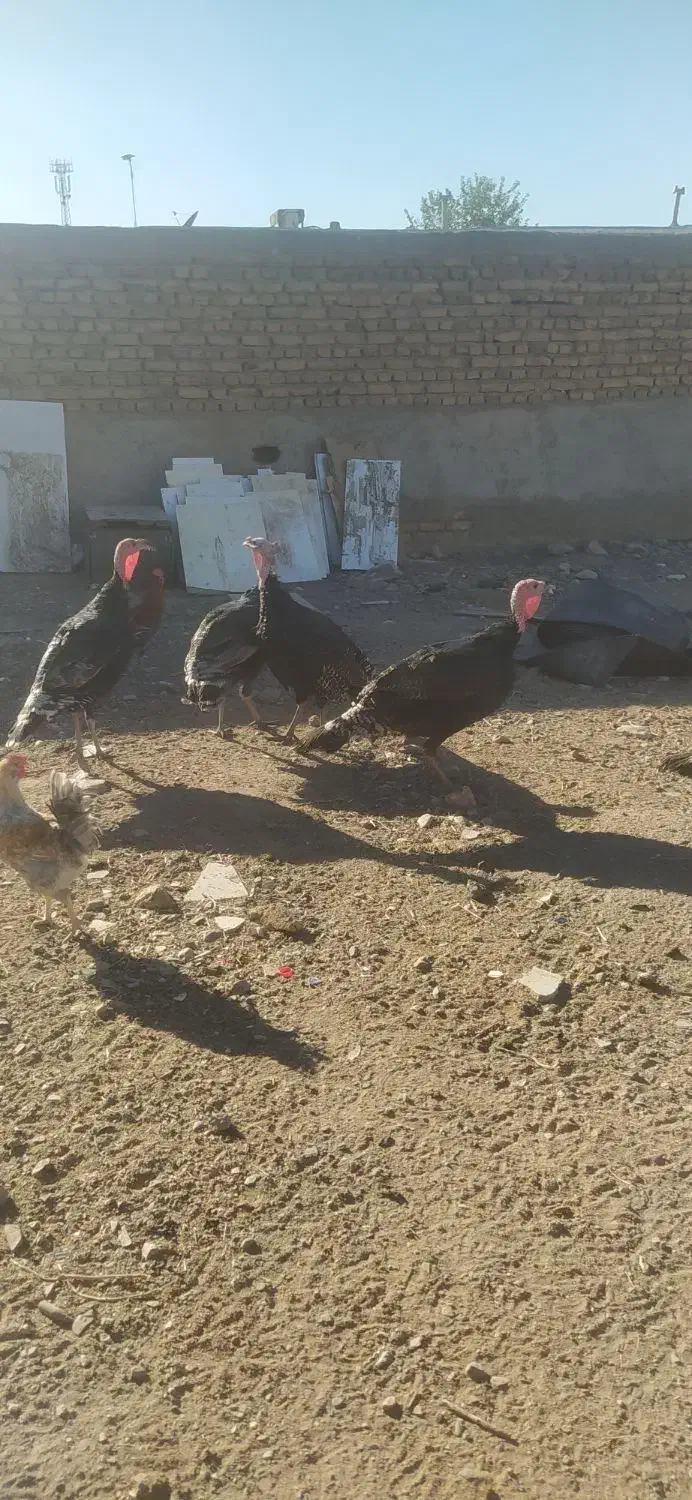 بوقلمون نر بوقلمون|حیوانات مزرعه|رضویه, |دیوار