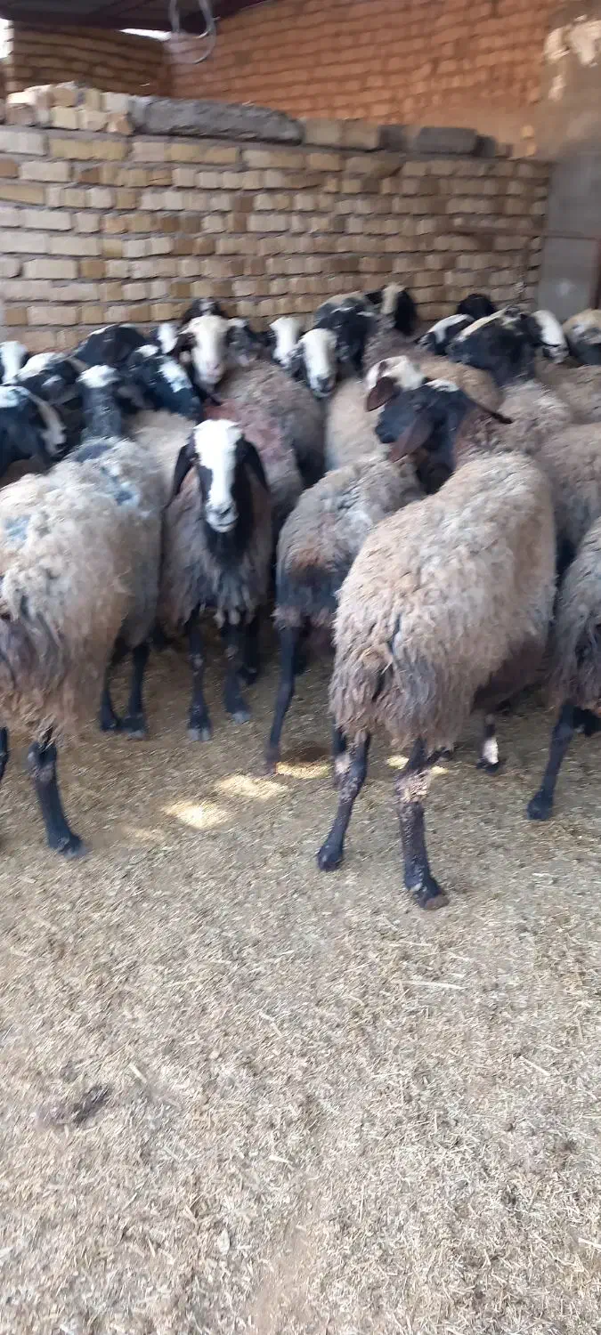 حیوان میش|حیوانات مزرعه|اسفرورین, |دیوار