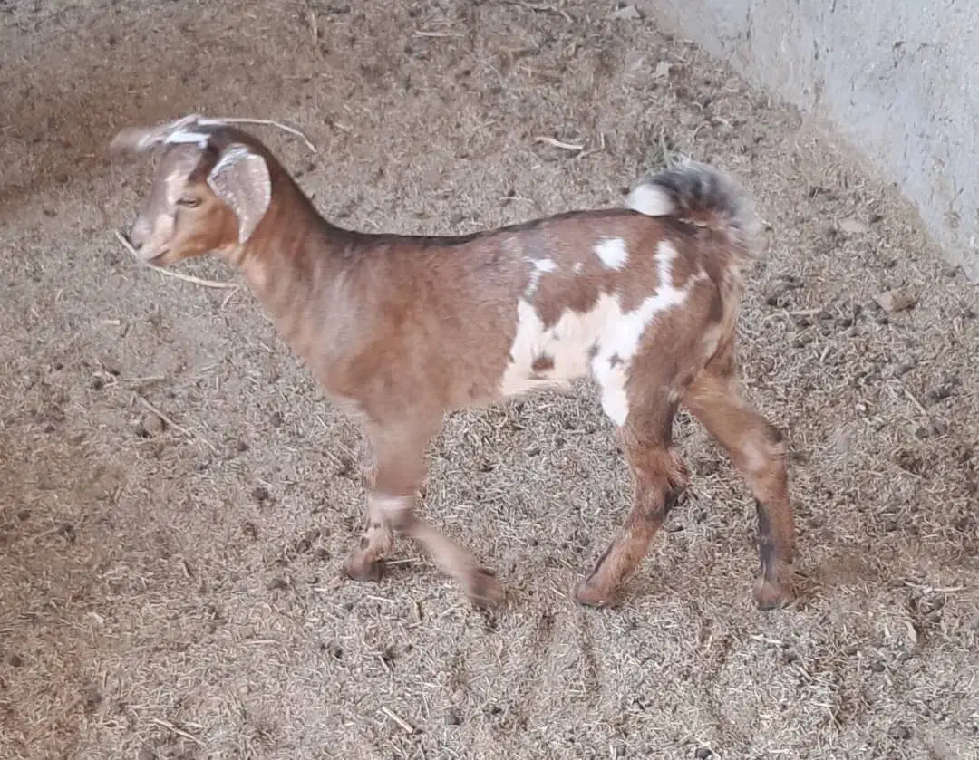 یک عدد بز همراه کره اش به فروش می‌رسد|حیوانات مزرعه|خمیر, |دیوار