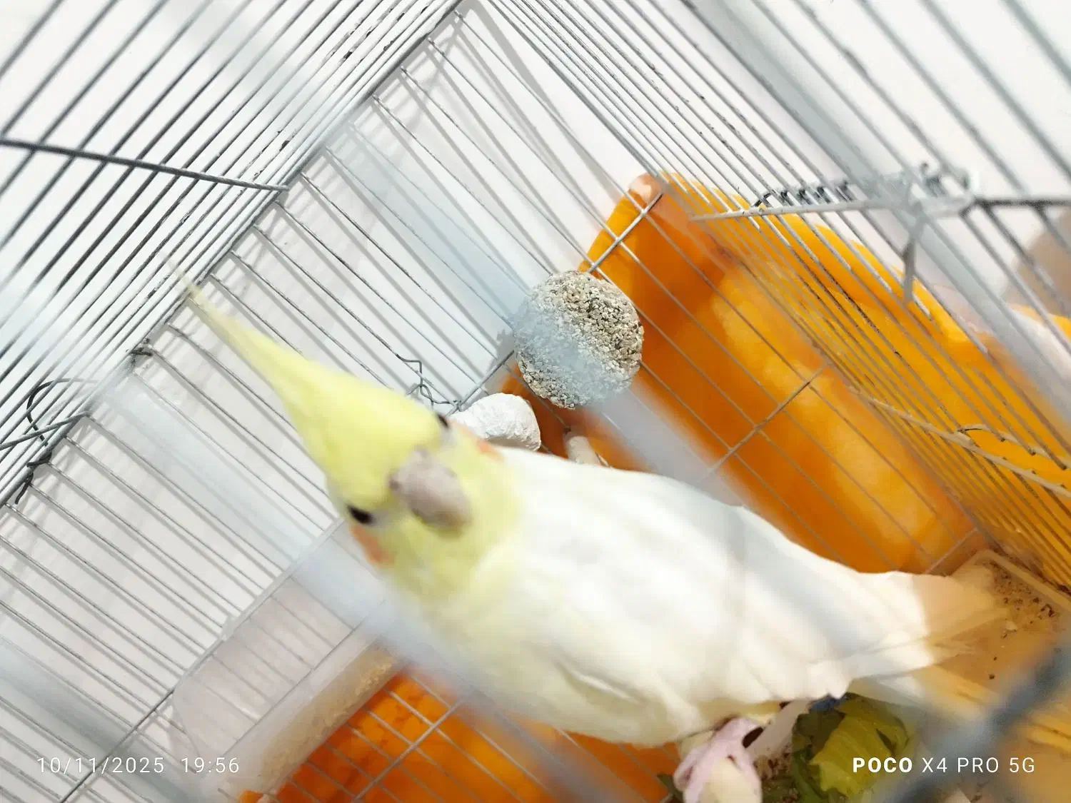 عروس ماده|پرنده|قم, قلعه کامکار|دیوار