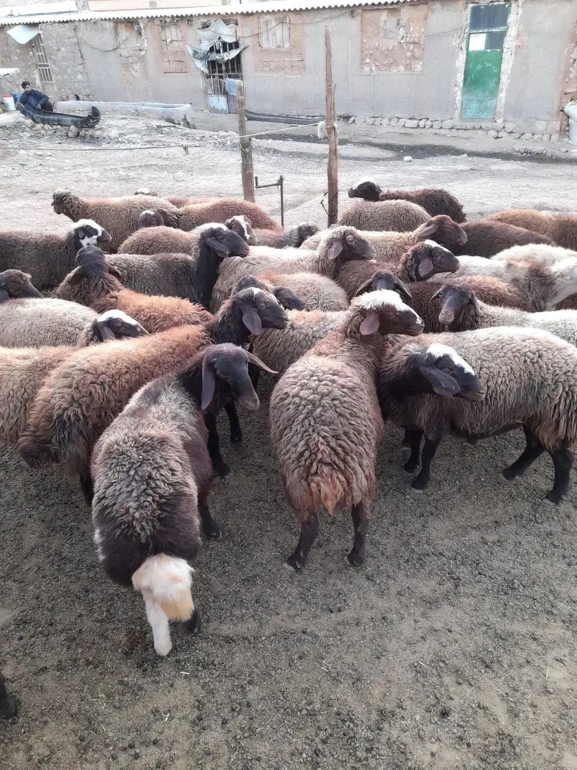 ۳۸تابره ماده در حد شیشک|حیوانات مزرعه|کوهدشت, |دیوار