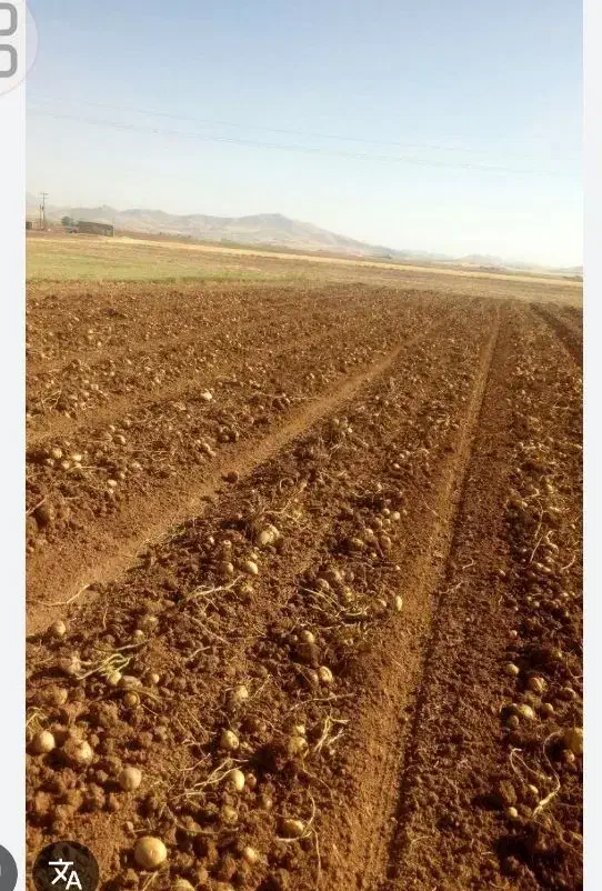 زمین کشاورزی|فروش دفتر صنعتی، کشاورزی، تجاری|دوگنبدان, |دیوار