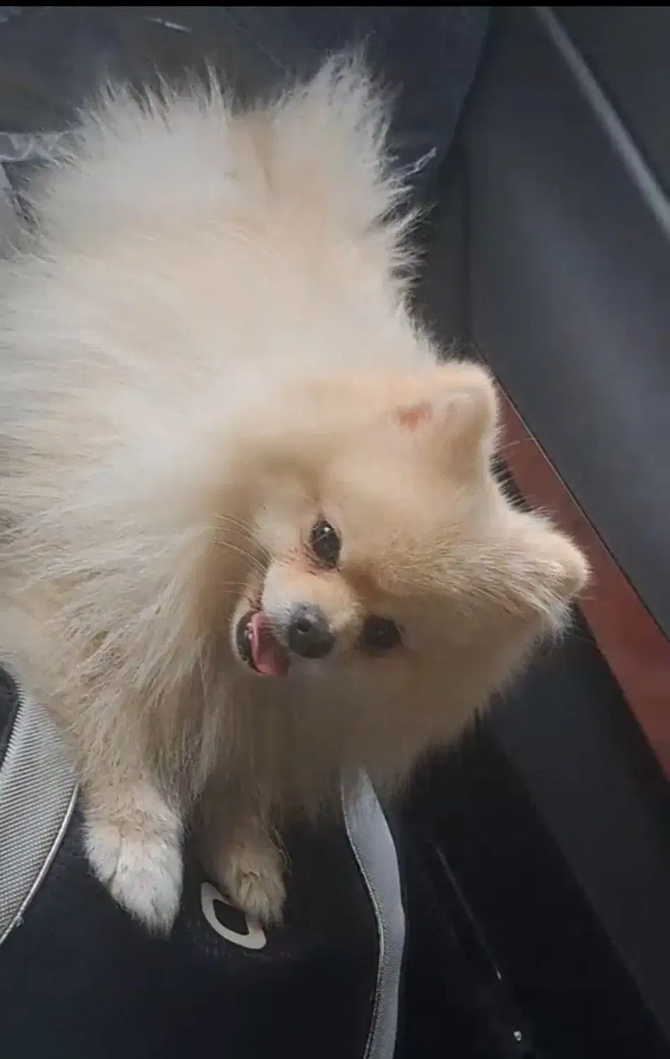 سگ بازیگوش و آپارتمانی پامرانین ،بولداگ|سگ|کاشمر, |دیوار