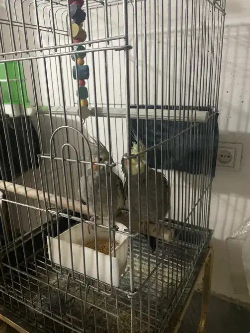 عروس هلندی|پرنده|ابهر, |دیوار