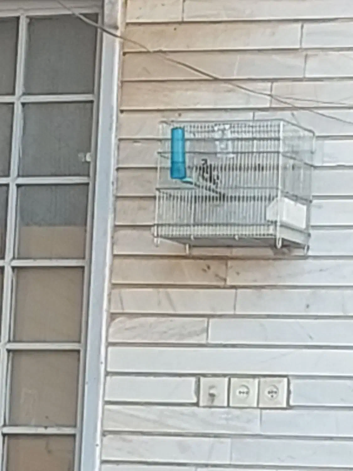 سهره|پرنده|بهبهان, |دیوار