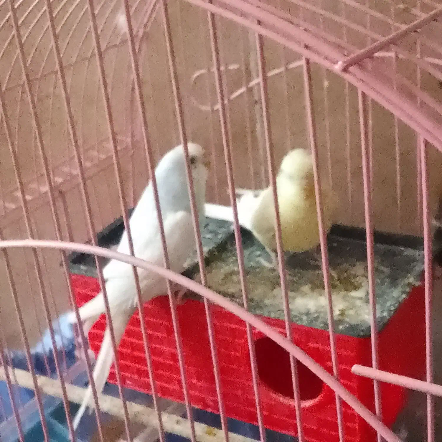 دو عدد مرغ عشق جفت|پرنده|محلات, |دیوار