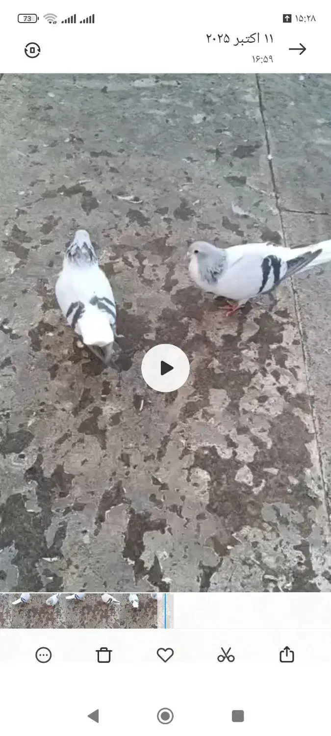 ساده سبز روشن|پرنده|تربت‌حیدریه, داروپخش|دیوار