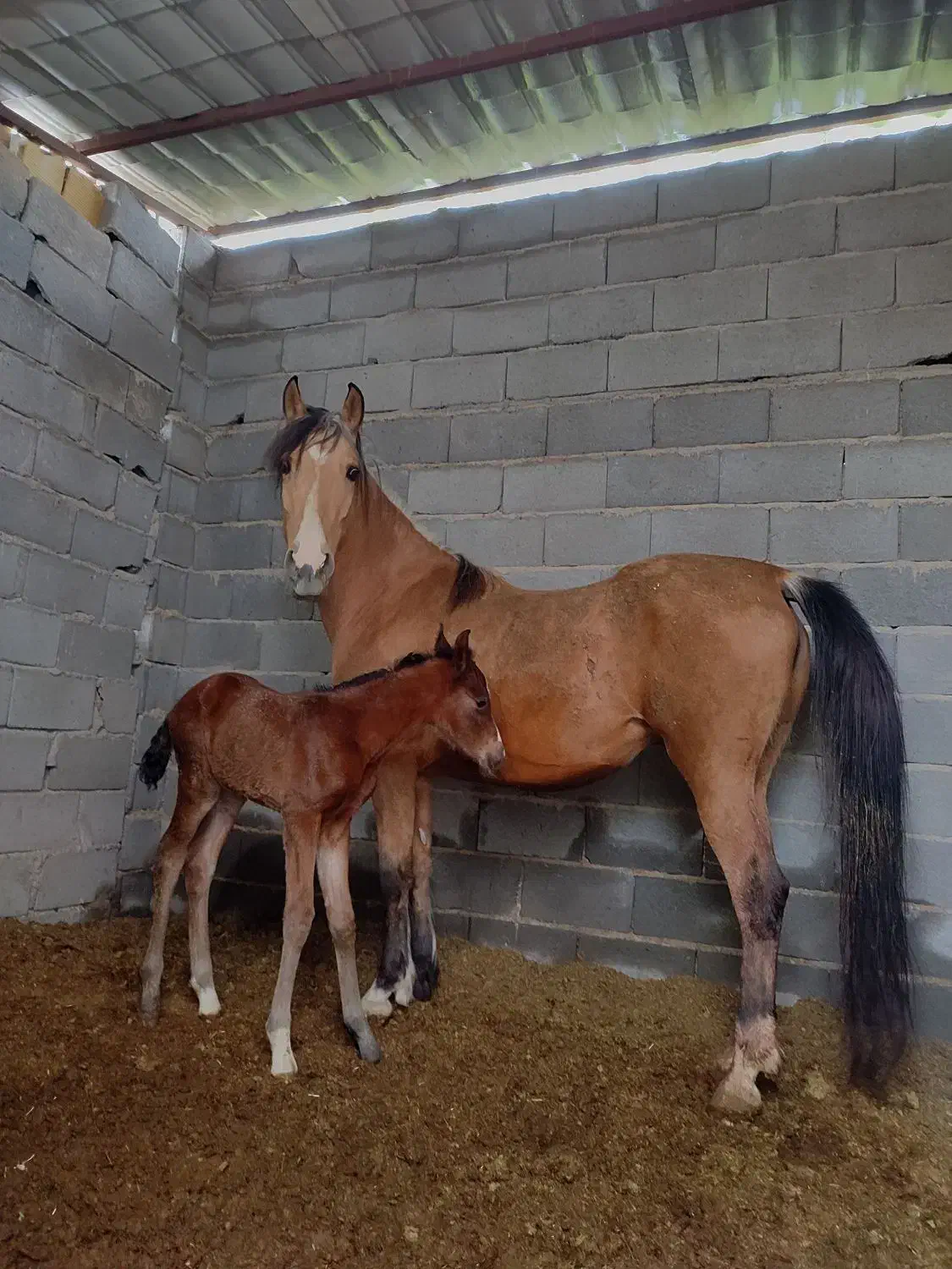 اسب|اسب و تجهیزات اسب‌سواری|شهرضا, |دیوار