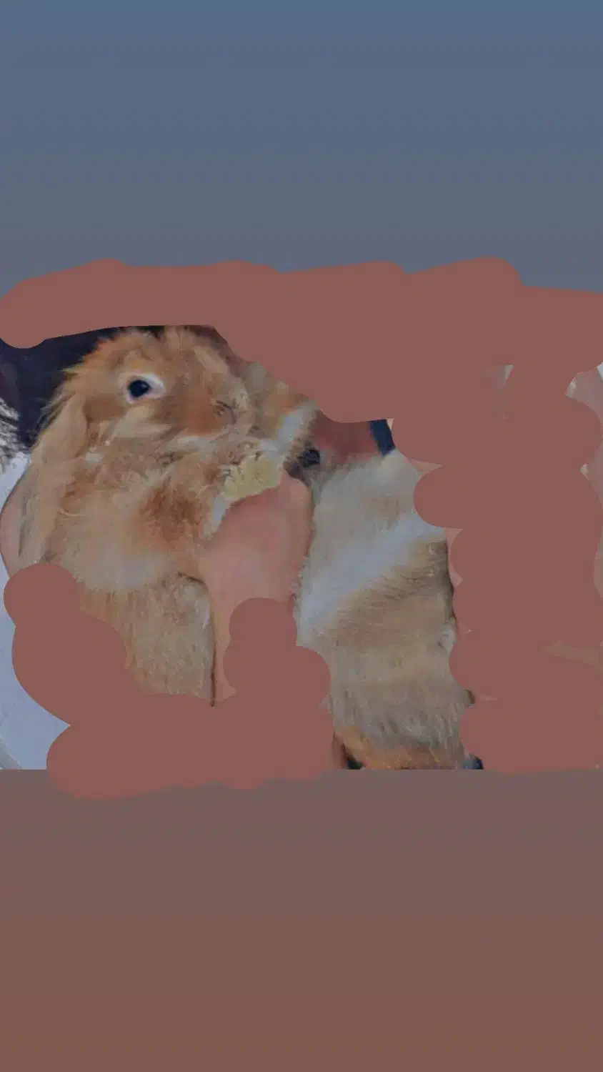 خرگوش لوپ|موش و خرگوش|زرند, |دیوار