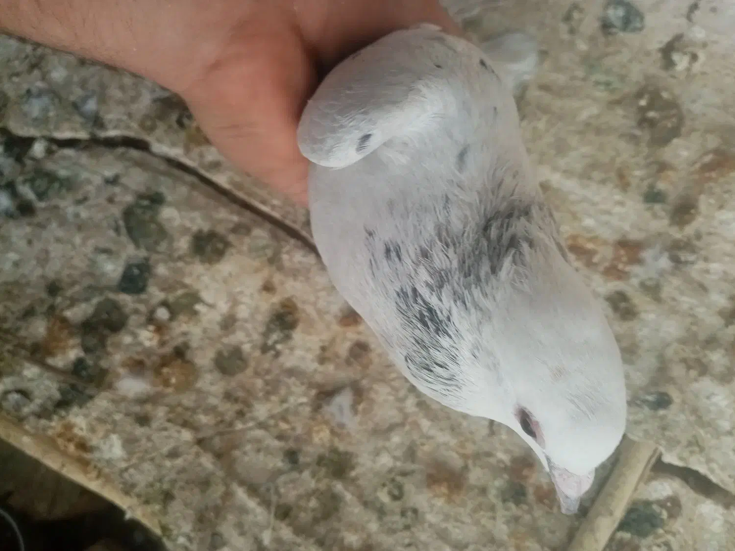 3تا ماده پلاکی|پرنده|شیراز, پادگان ولیعصر|دیوار