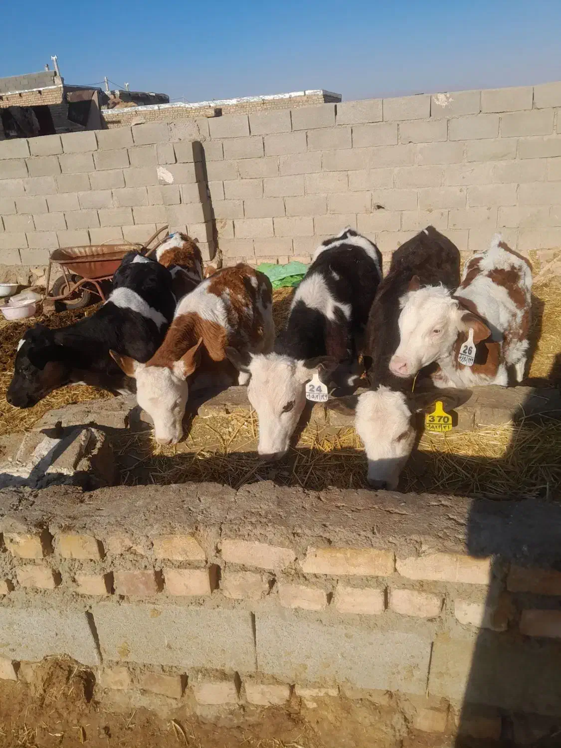 9راس گوساله فروشی|حیوانات مزرعه|طاغنکوه, |دیوار