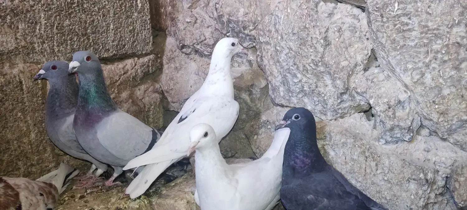 کفتر کبوتر پرنده|پرنده|مرودشت, تخت جمشید|دیوار