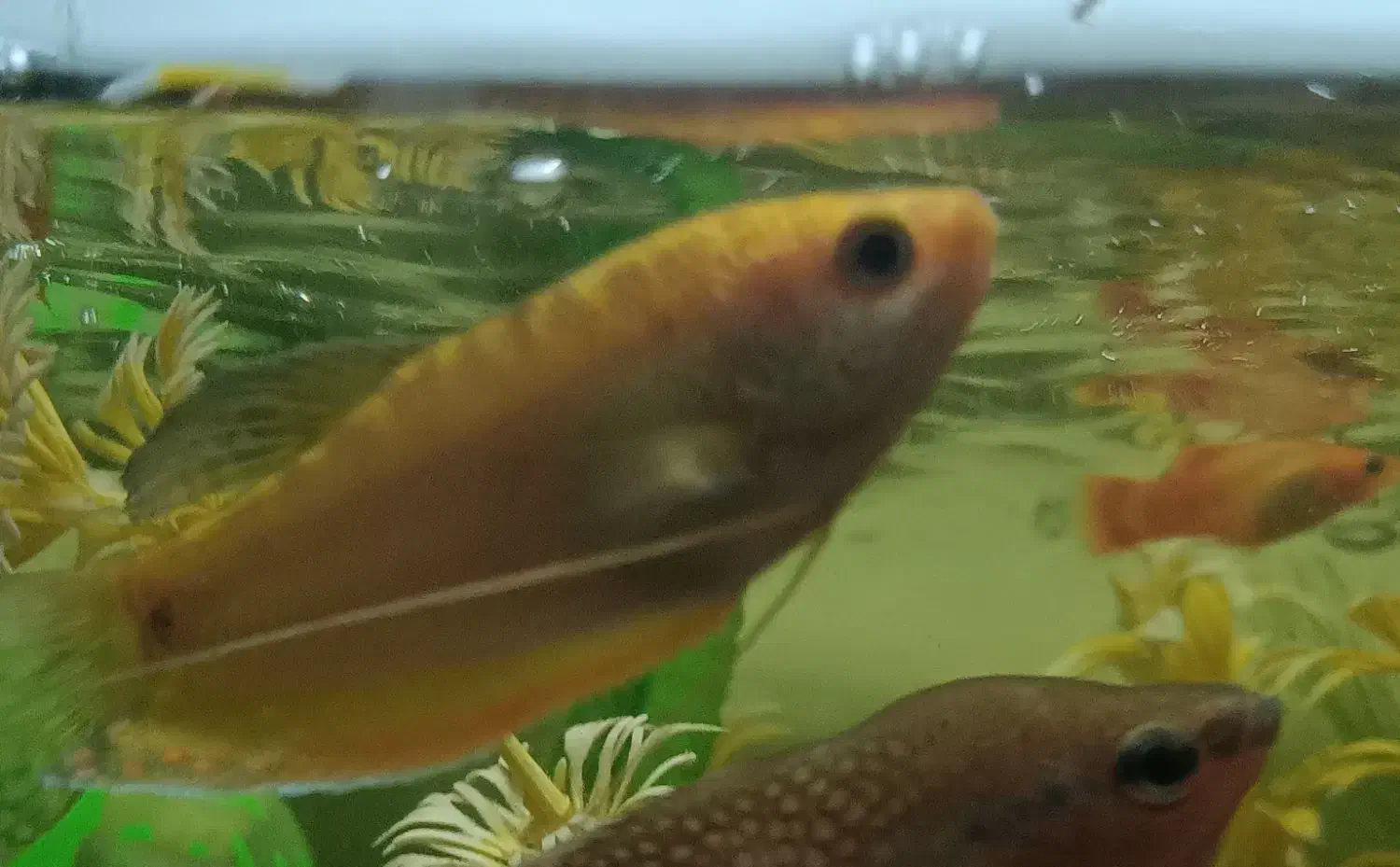 ماهی کوی ماهی آنجل ماهی گورامی طلایی|ماهی|کرمانشاه, |دیوار